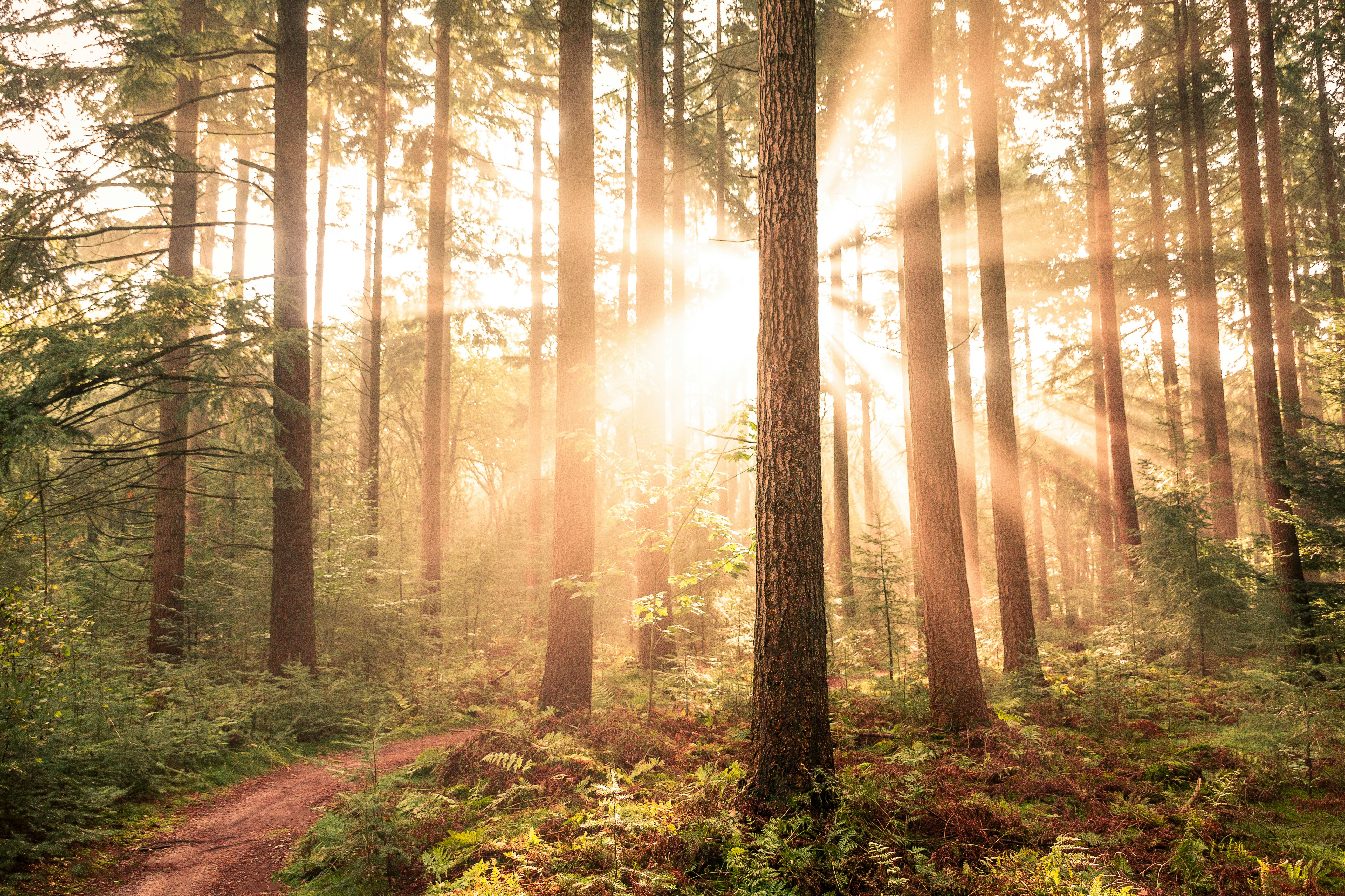 Sunlight through the forest trees